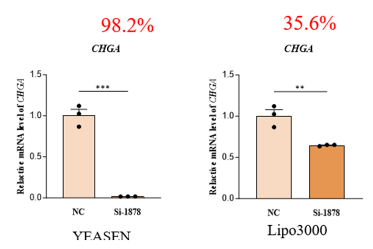 Cell Transfection | STC1 (Mouse intestinal endocrine cell) Transfection – siRNA