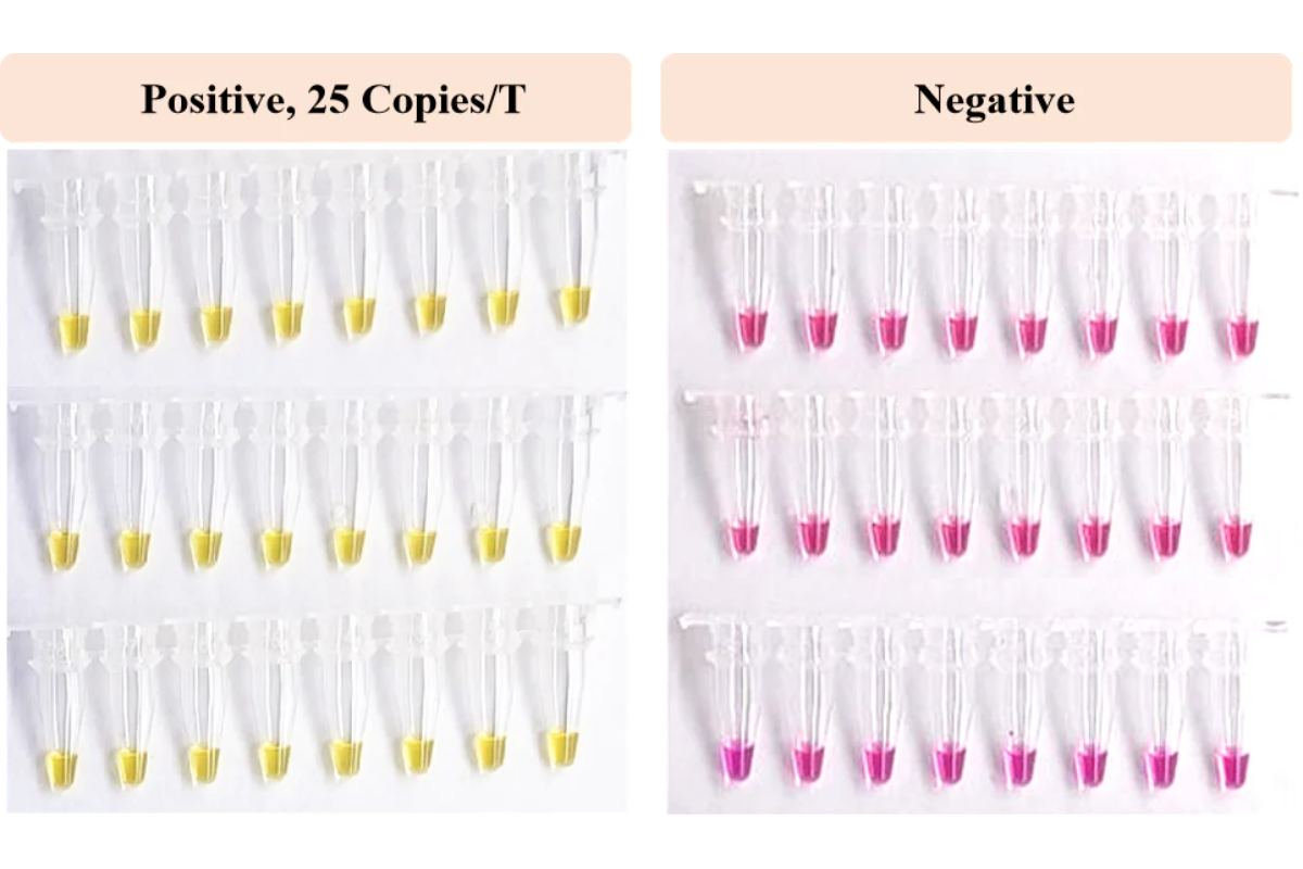 How to produce an excellent Glycerol-free molecular enzyme?