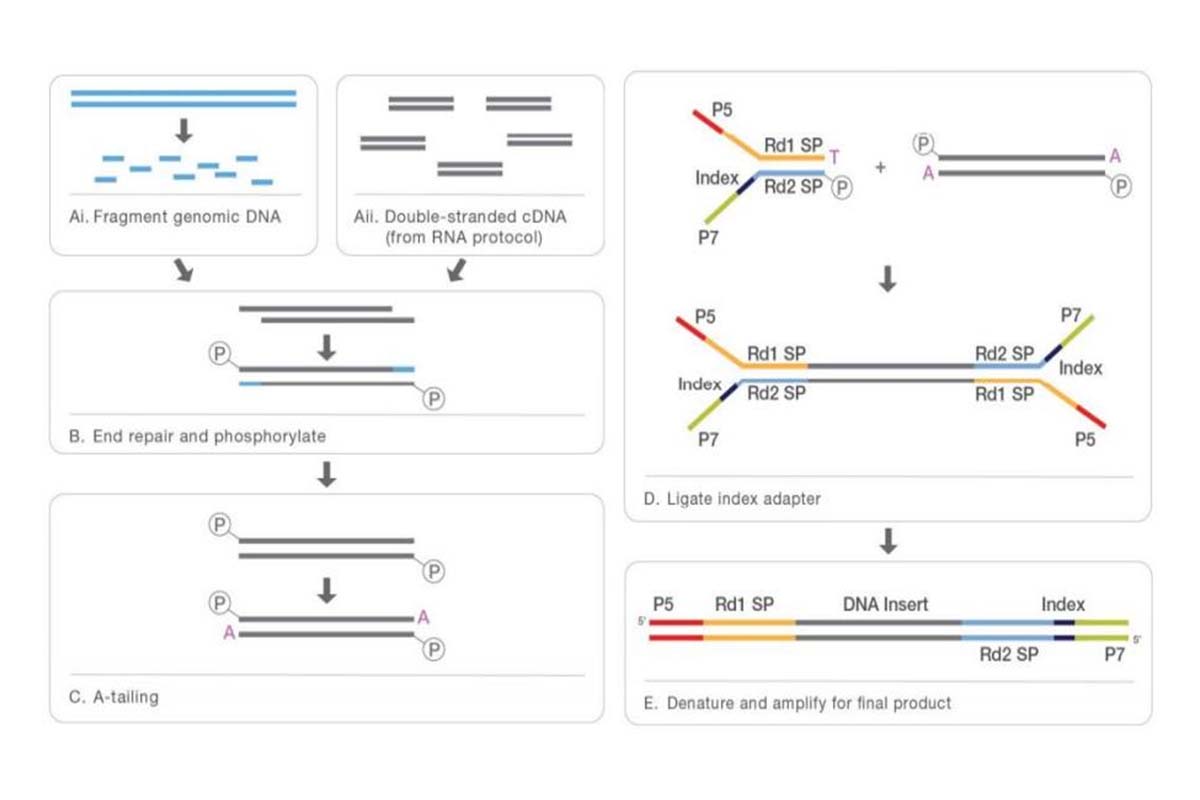 Comprehensive Overview of NGS Library Preparation Workflow