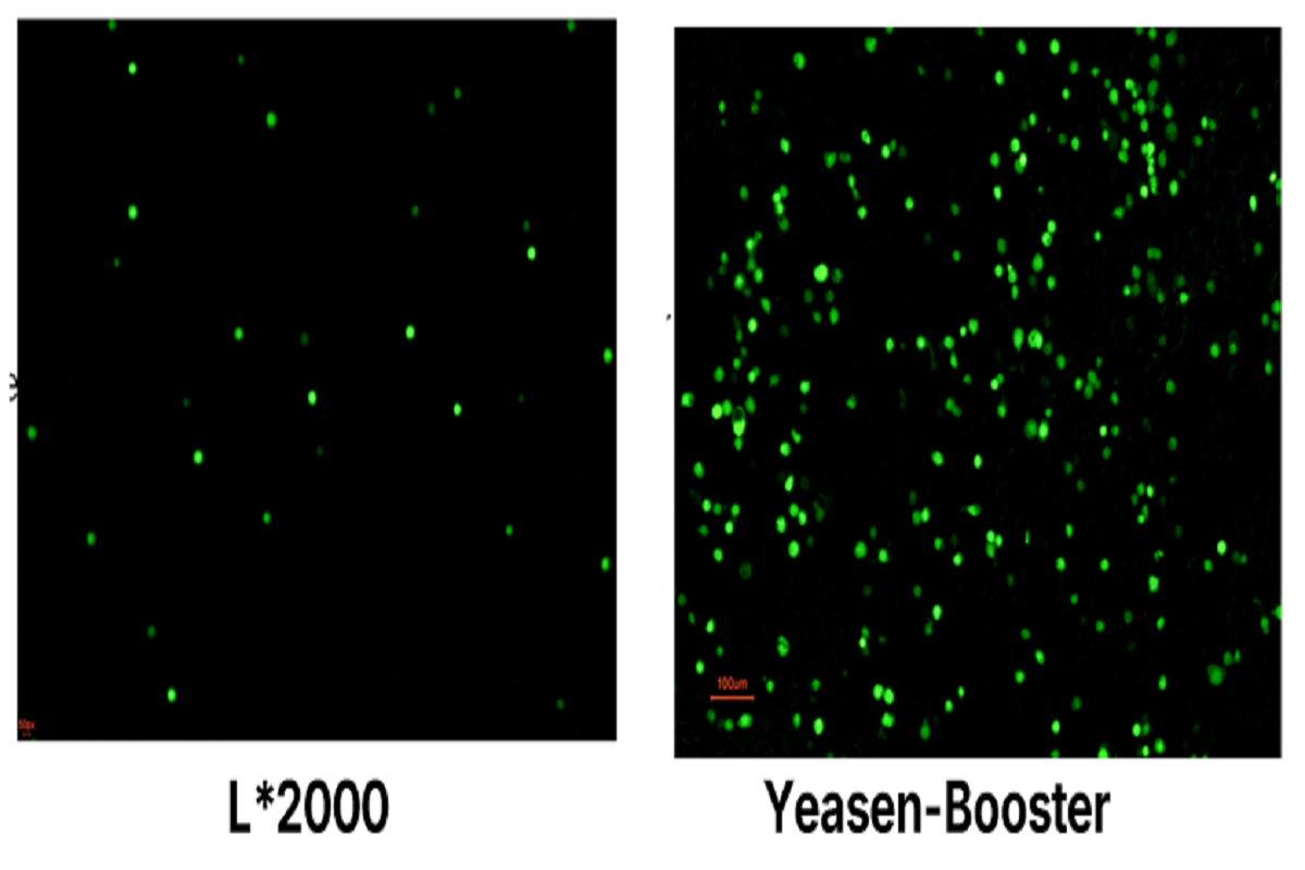Cell Transfection | Sf9 Insect Ovarian Cells Transfection – DNA