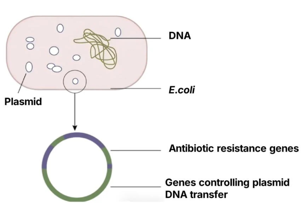 Beyond Sanger: Why Full-Length Plasmid Sequencing Matters
