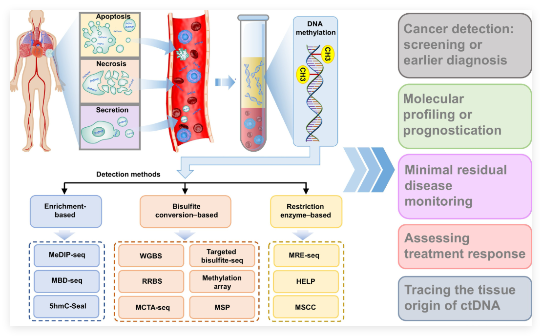 Demystifying cfDNA Methylation Library Prep: ssDNA vs. dsDNA Strategie