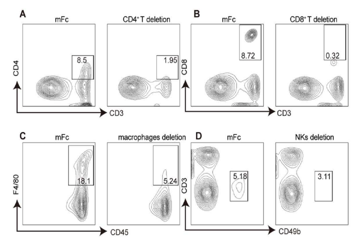 Macrophage Depletion Procedures and Literature Case Analysis
