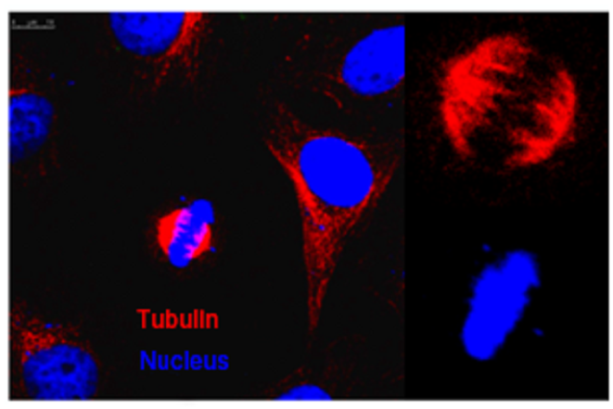 Versatile Cell Transfection Reagents – Meeting the Needs of Every Cell Type and Nucleic Acid