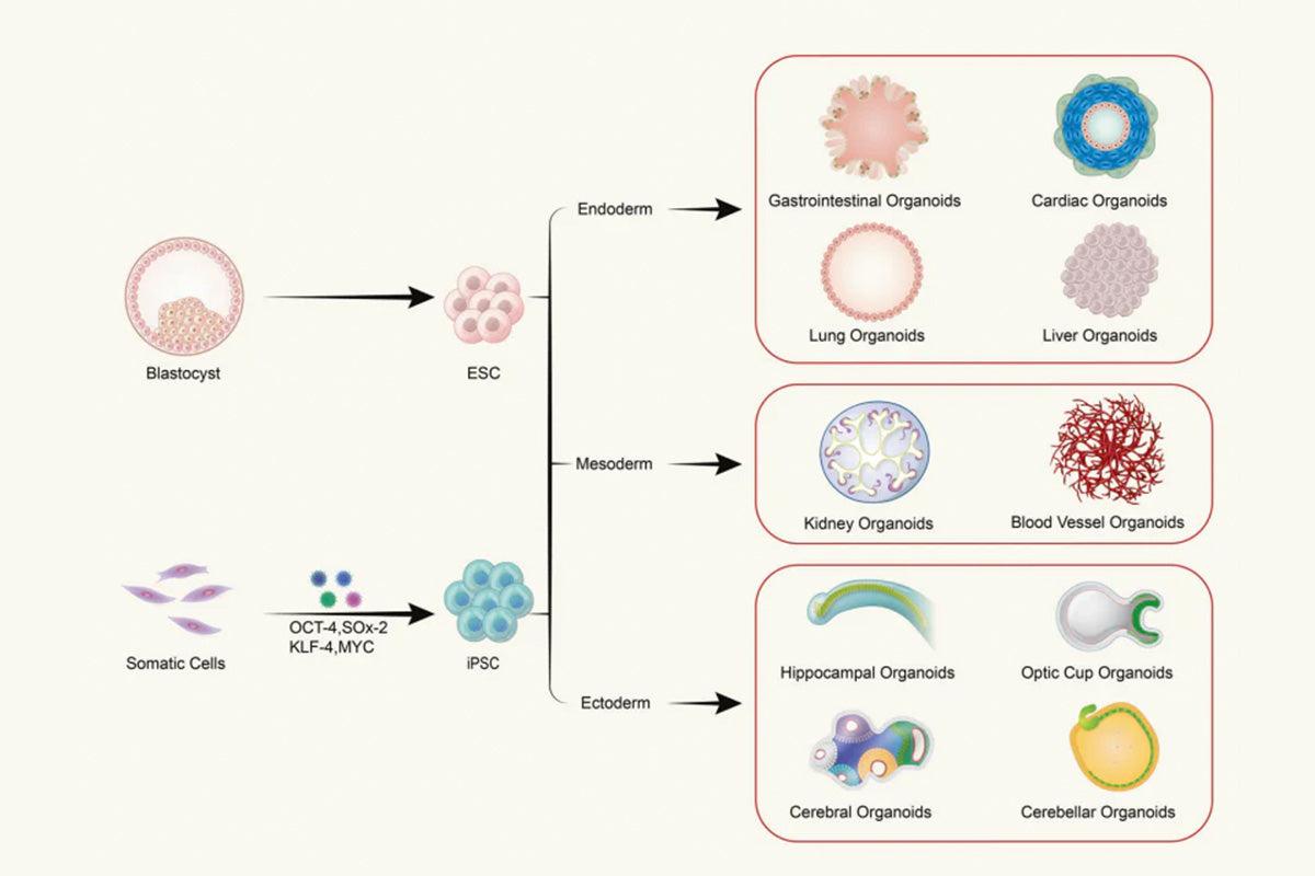 Organoid Experiments: 40 FAQs You Need to Know