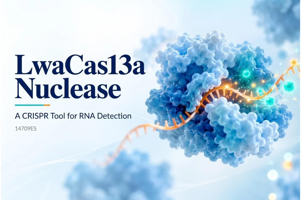 LwaCas13a Nuclease: A CRISPR-Based Enzyme for RNA Detection and Targeted RNA Cleavage