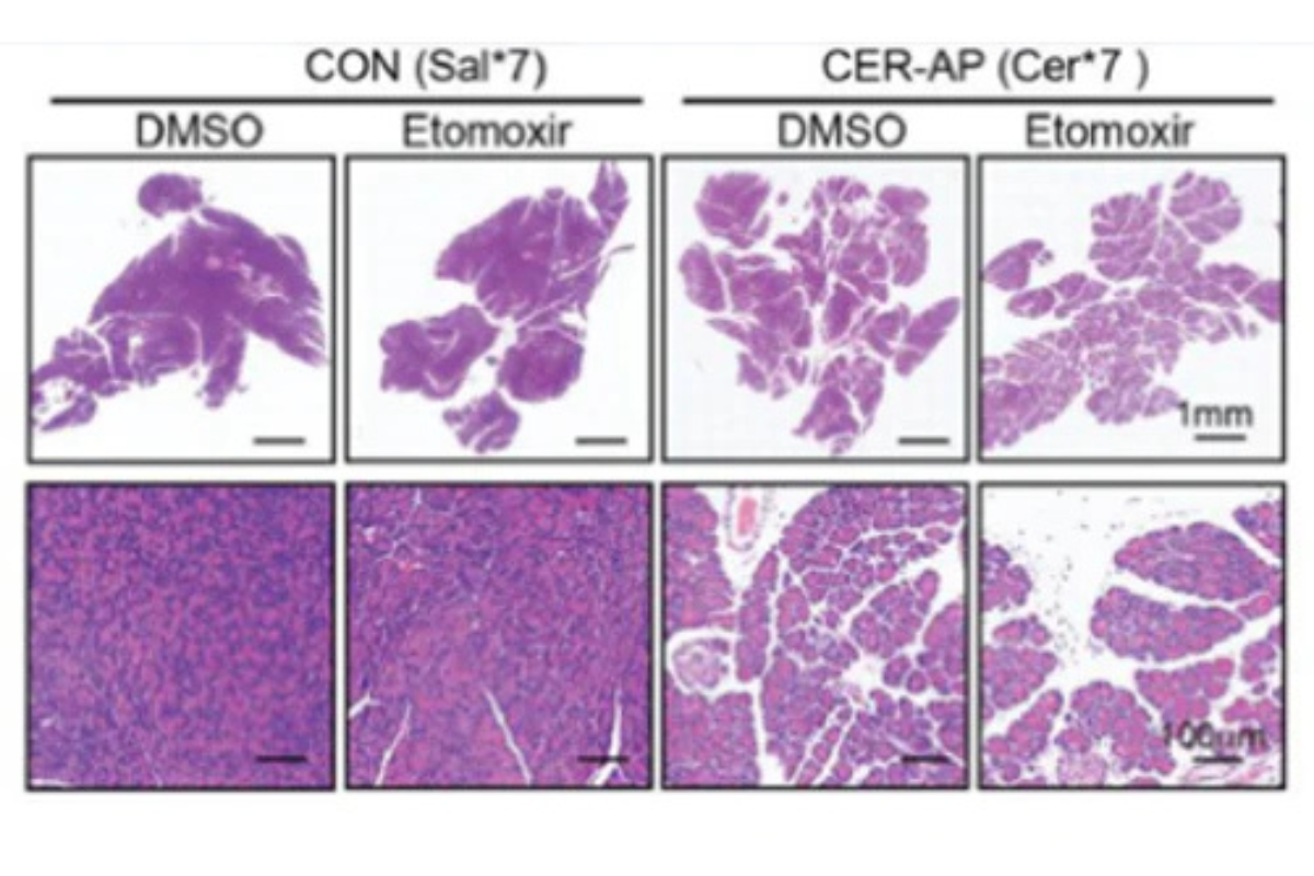 Animal Model Products – Selection Guide