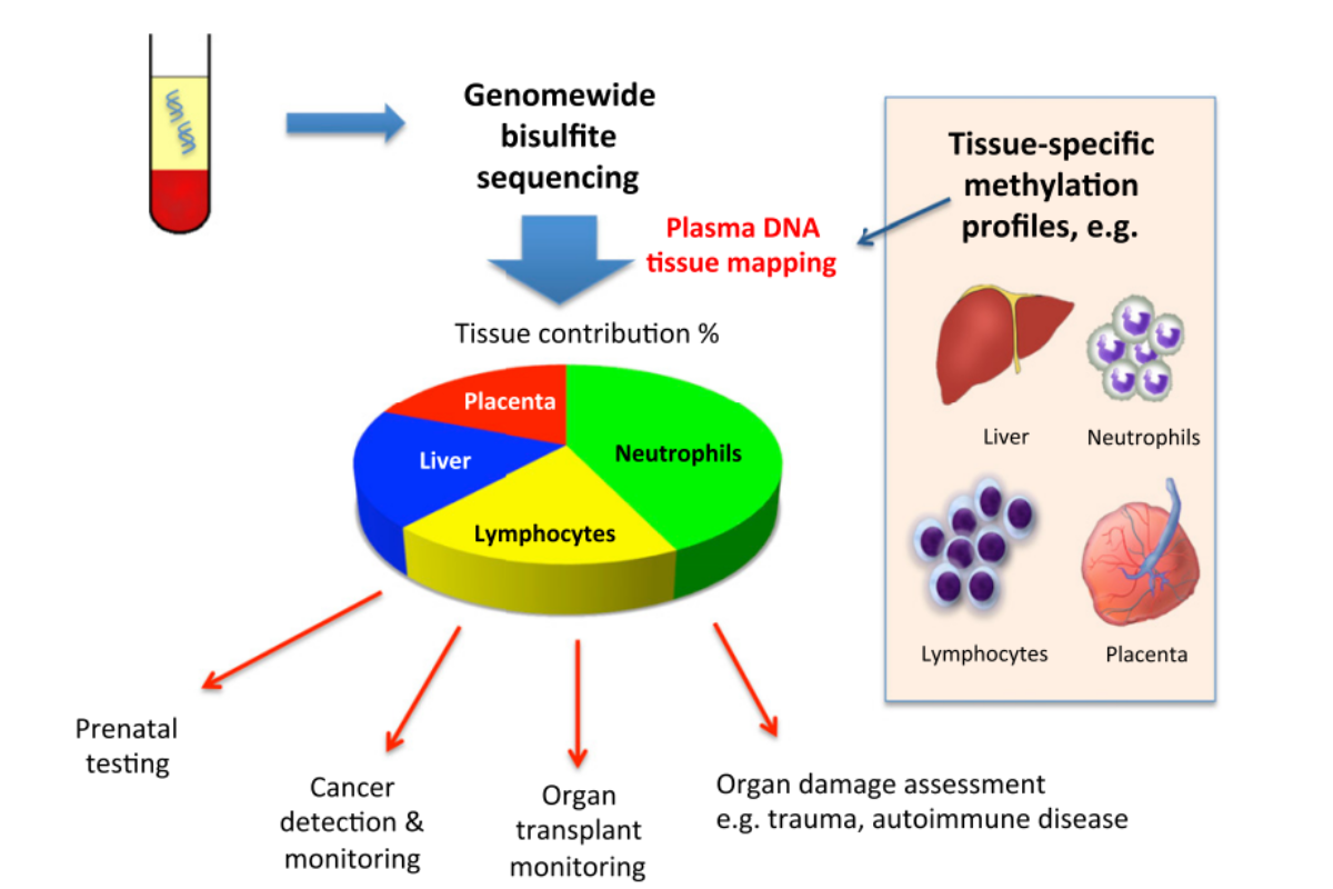 WGBS Technical Guide: Choosing the Right Methylation Library Prep Strategy