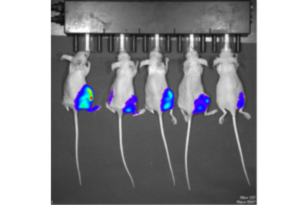 Subcutaneous Tumorigenesis Case Study: MCF7 Breast Cancer Xenograft Model