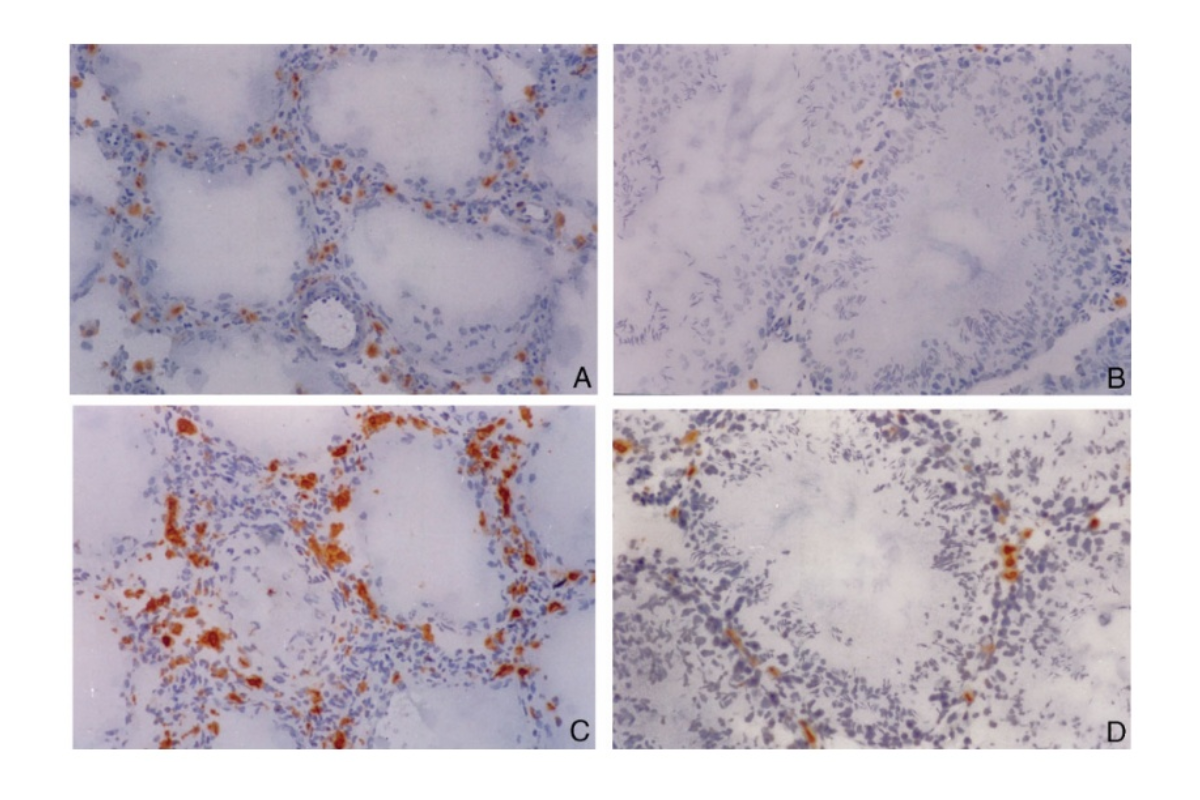 Clodronate Liposomes | Lesson 9: Testicular Macrophage Depletion