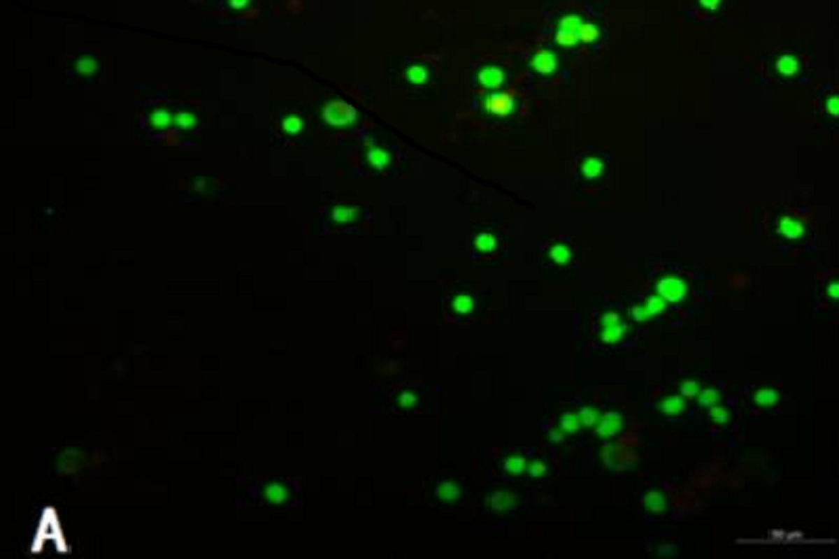 The Complete Guide to Cell Proliferation & Cytotoxicity Assays (Part II): Fluorescence-Based Methods