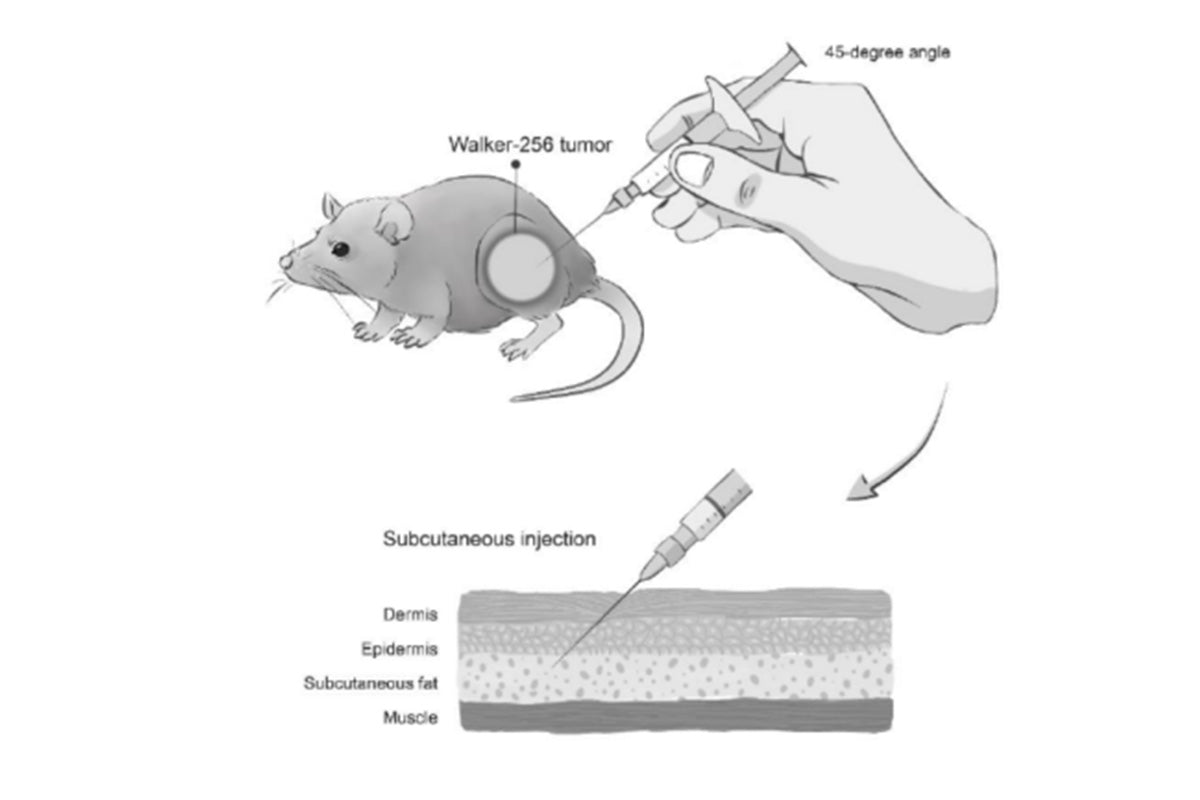Subcutaneous Tumor Xenograft Models in Immunodeficient Mice