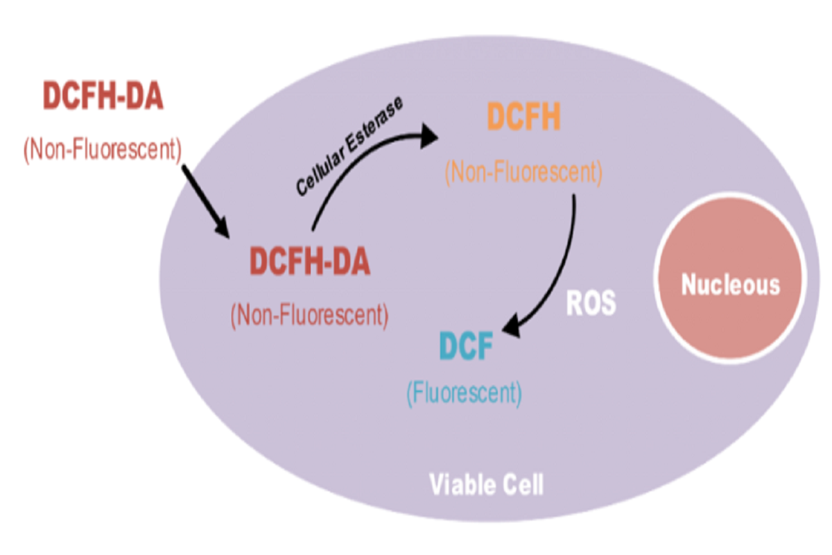 What If There's No Positive Signal in ROS Detection? A Deep Dive Into ROS Probes