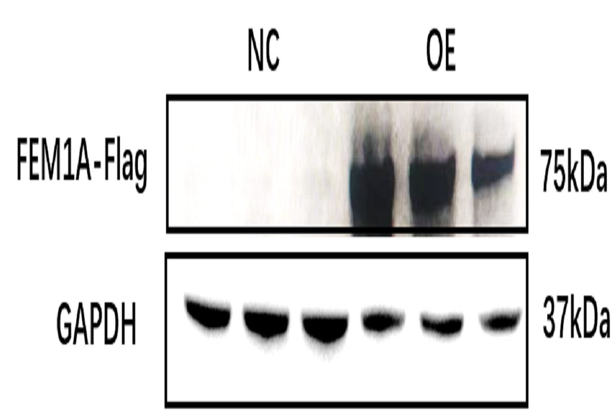 Cell Transfection | C2C12 Mouse Myoblast Cells Transfection– DNA