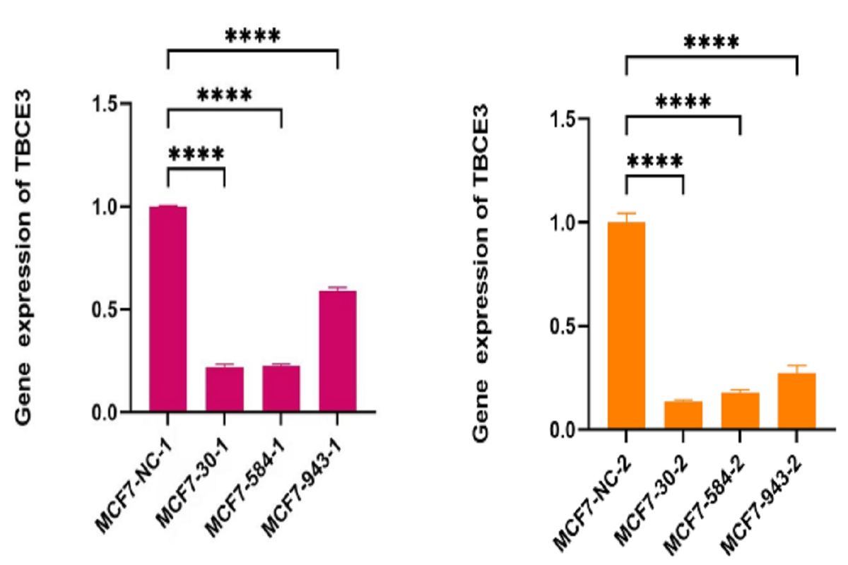 Cell Transfection | MCF-7 (Human Breast Cancer Cells) Transfection – siRNA