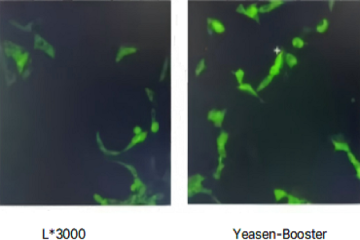 Cell Transfection | MAC-T Bovine Mammary Epithelial Cells – DNA