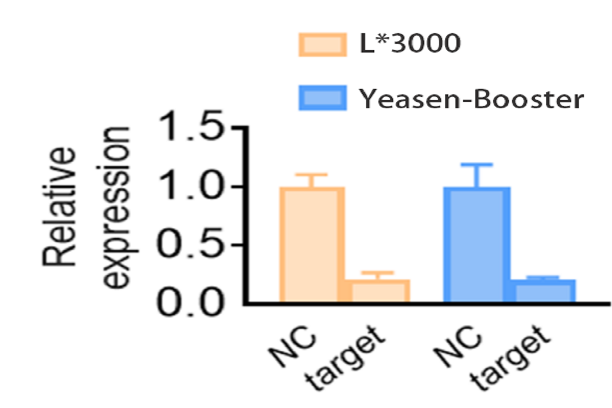 Cell Transfection | Aml12 (Mouse Normal Hepatocytes) Cells Transfectio