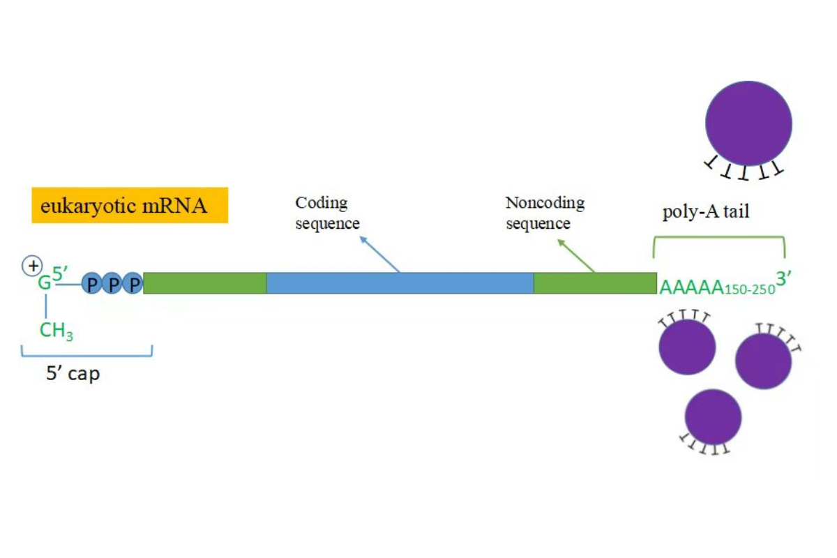 mRNA Library Preparation for RNA-Seq: Unlocking Gene Expression Insights