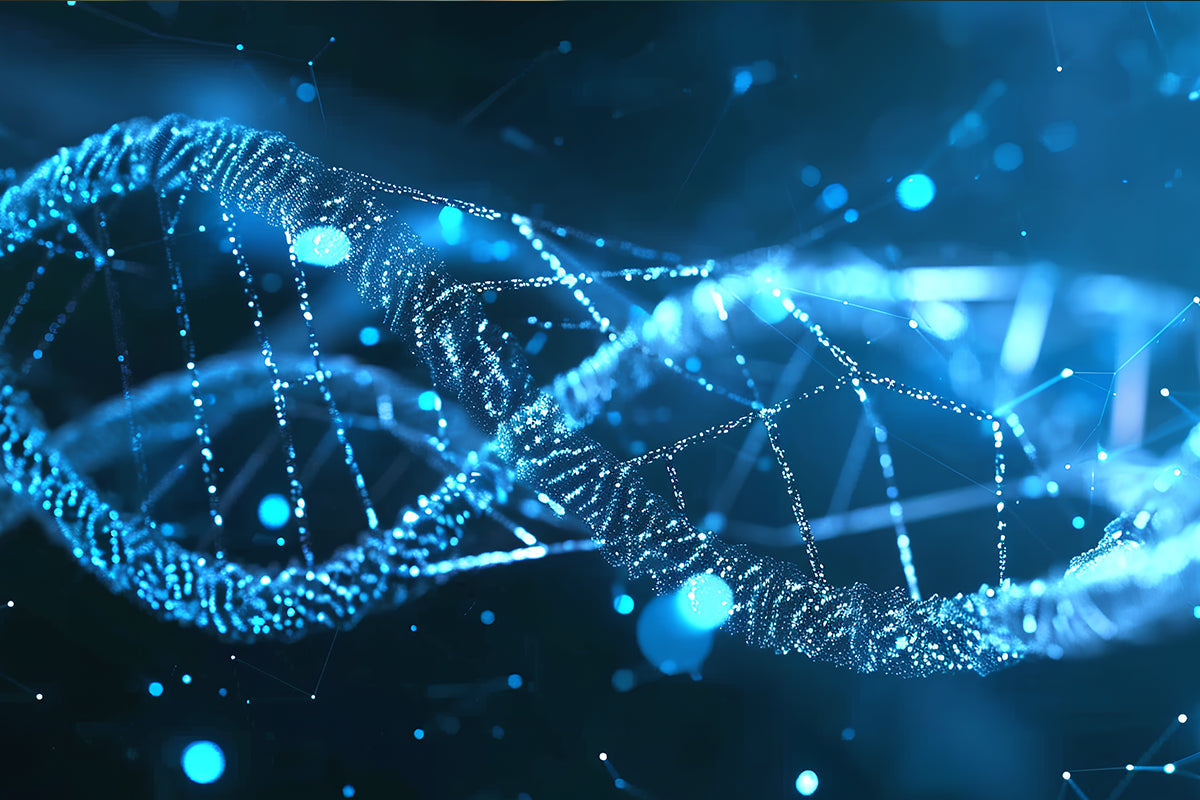 Streptozotocin (STZ) Induced Diabetes Mellitus Animal Model