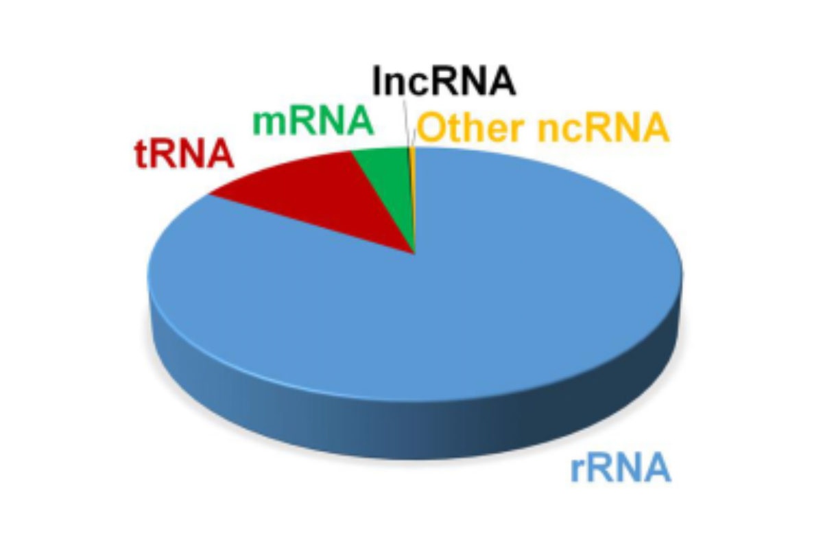 LncRNA Library Preparation for Regulatory Transcript Discovery