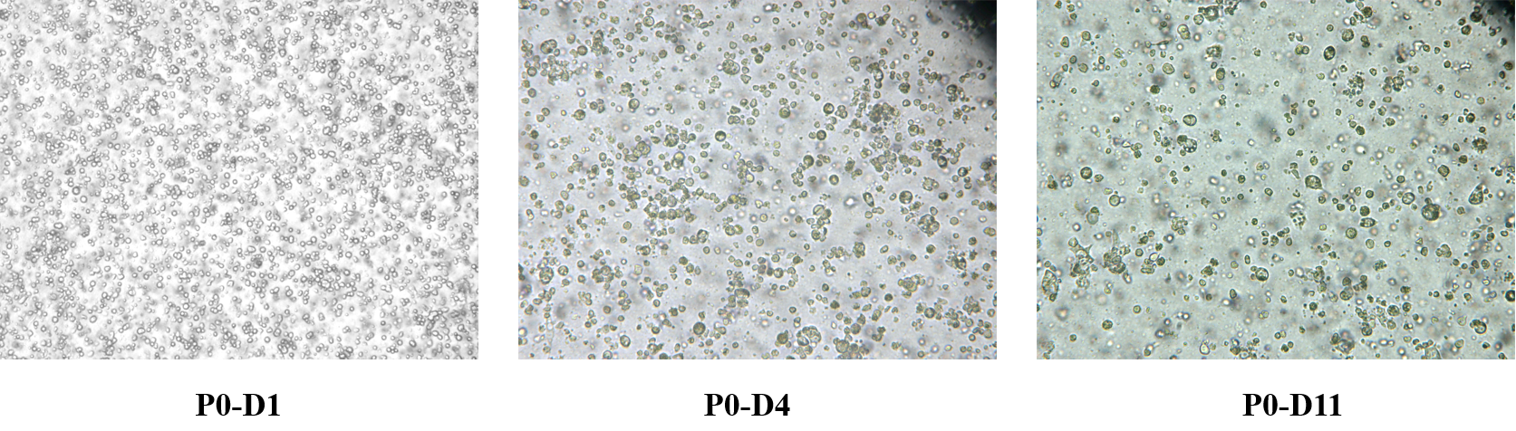 A Complete Guide to Standardized Organoid Passaging