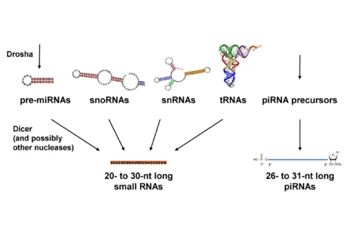 Small RNA Sequencing: Unlocking the Regulatory World of miRNAs and Other Small RNAs