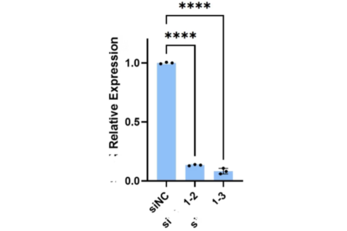 Cell Transfection | U937 (Human Histiocytic Lymphoma Cell) Cells Transfection – siRNA