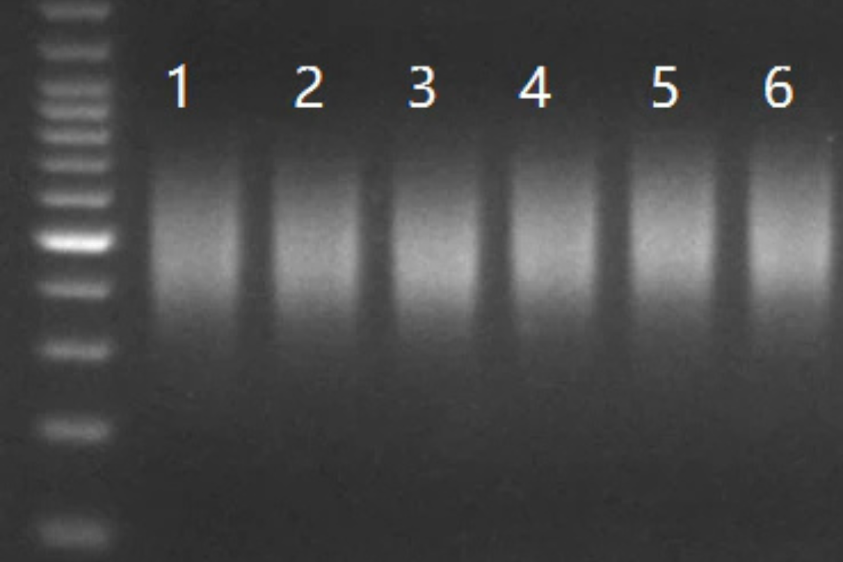 DNA Library Prep | Plant Breeding Samples (Rice, Wheat, Soybean, Corn,