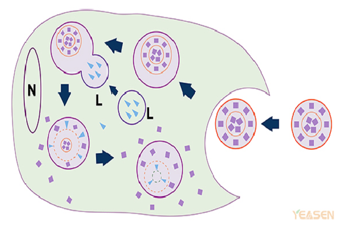 Macrophage Depletion: Methods, Mechanisms, and Applications