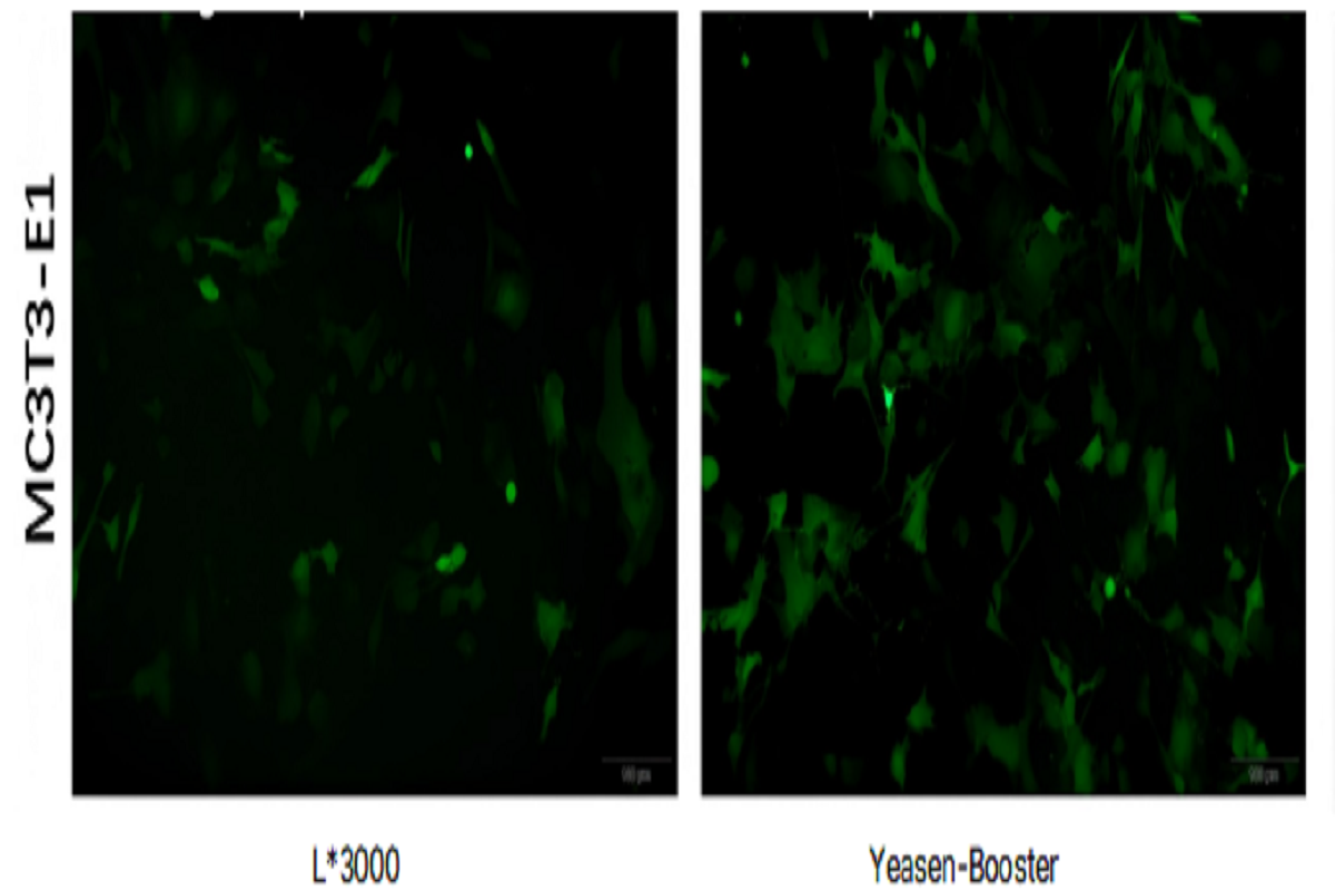 Cell Transfection | MC3T3-E1 Mouse Embryonic Osteoblast Precursor Cells – DNA