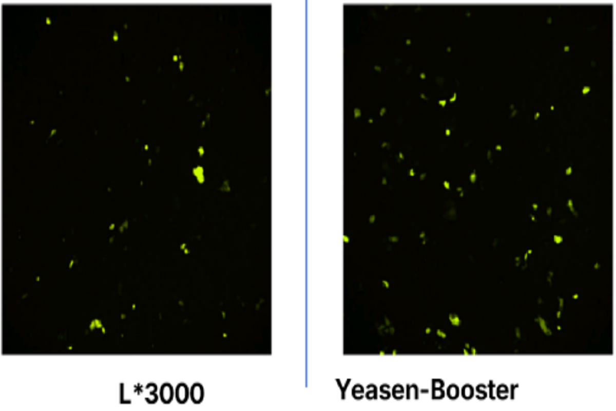 Cell Transfection | HaCaT Human Keratinocyte Cells Transfection – DNA