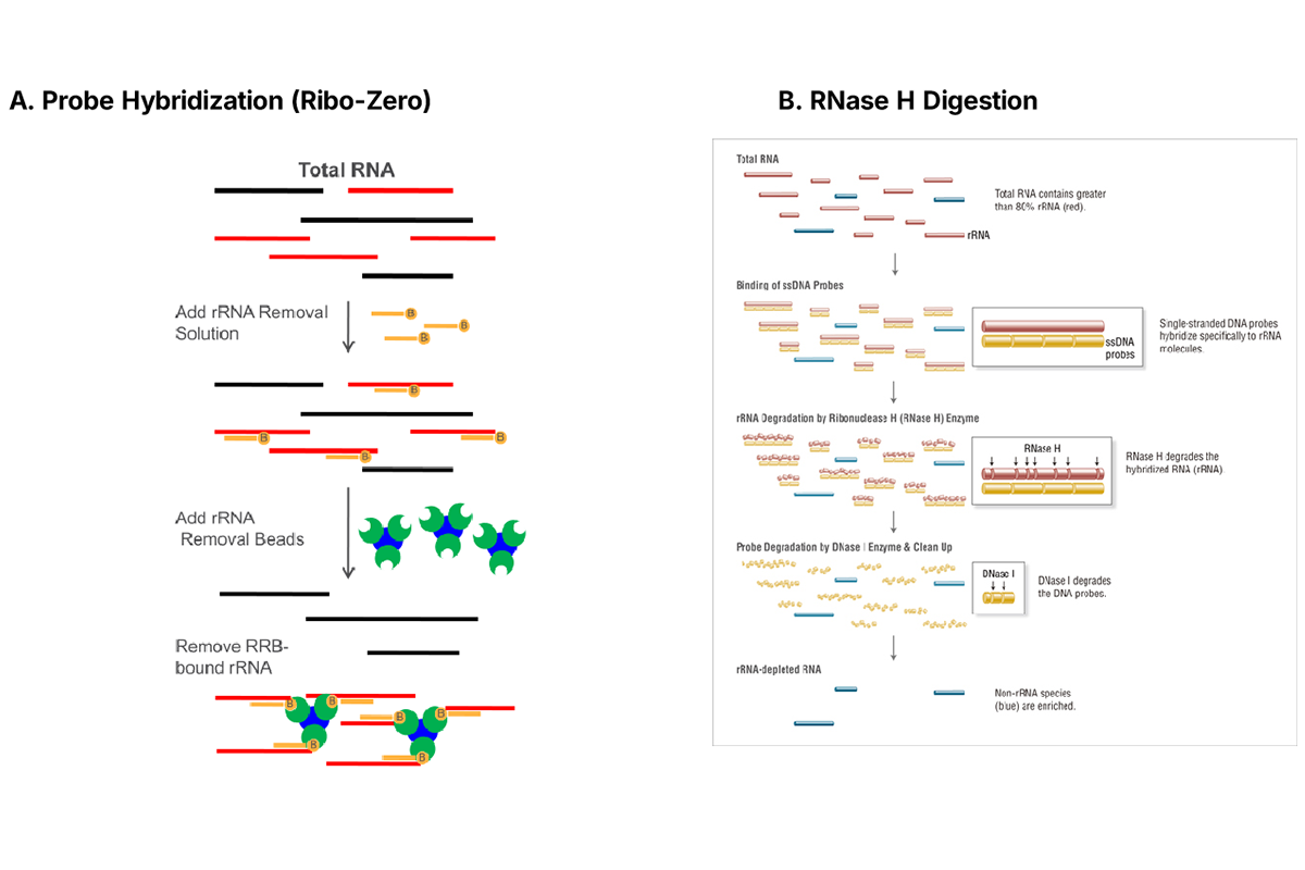 The Ultimate Guide to NGS mRNA Library Prep: From mRNA Purification to Key Tips