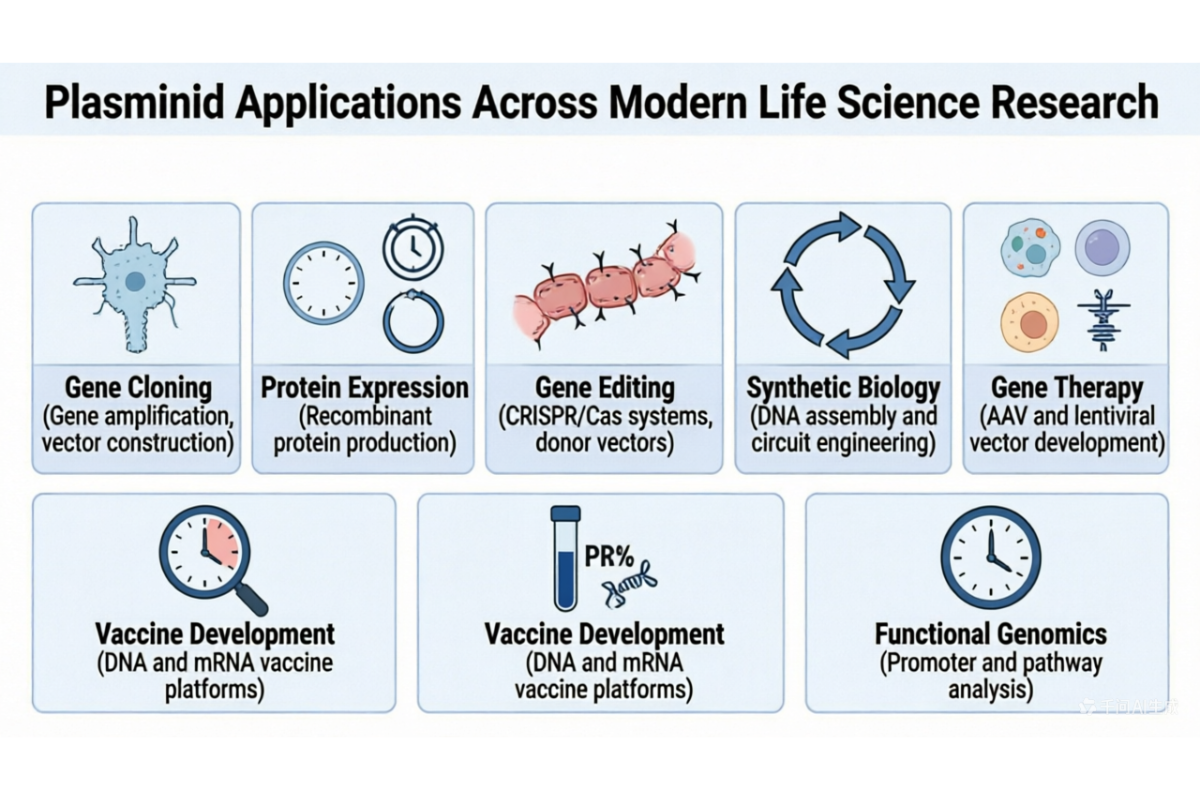 High-Throughput Plasmid Solutions: From Rapid Assembly to Sequence Validation