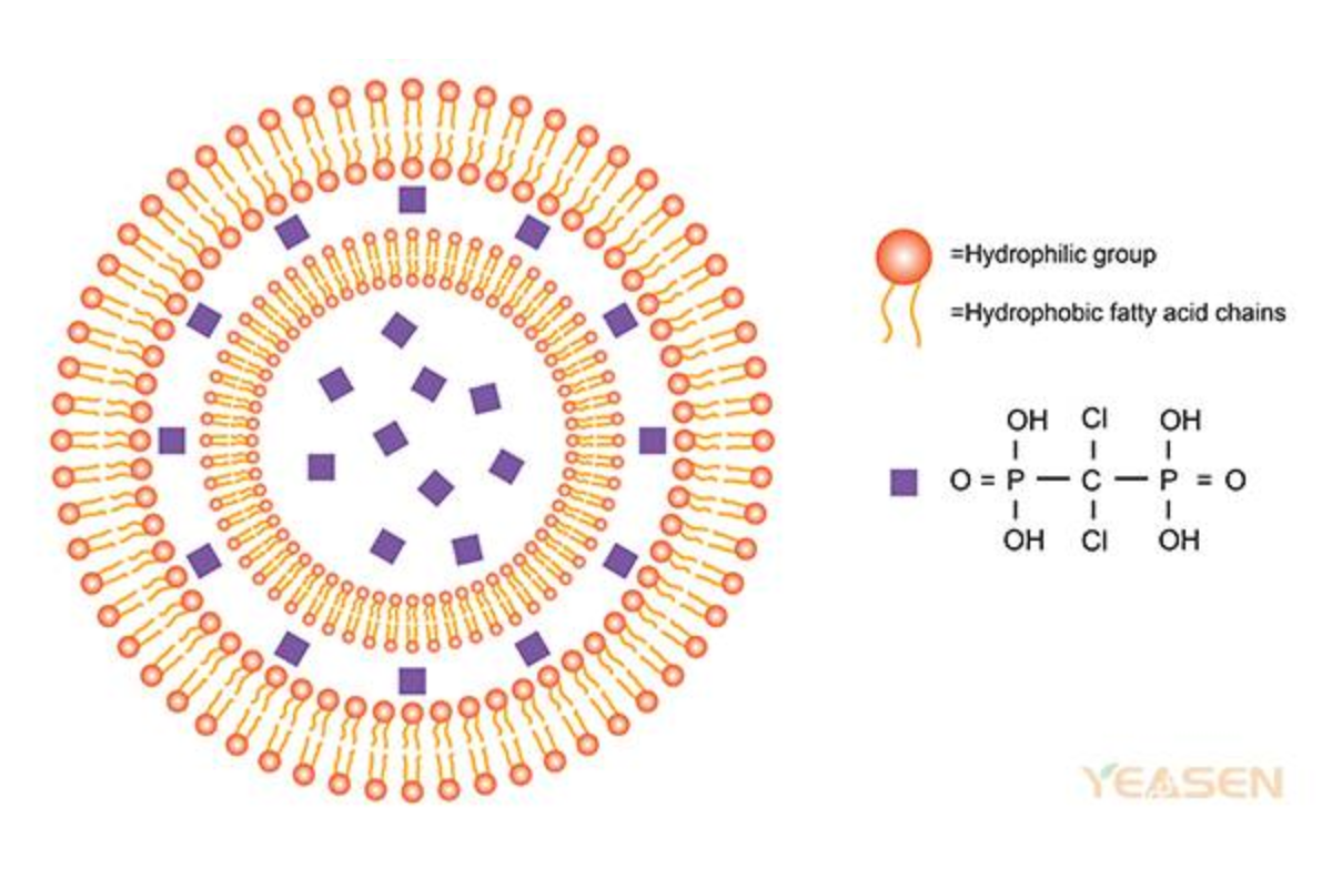 Clodronate Liposomes for Macrophage Depletion