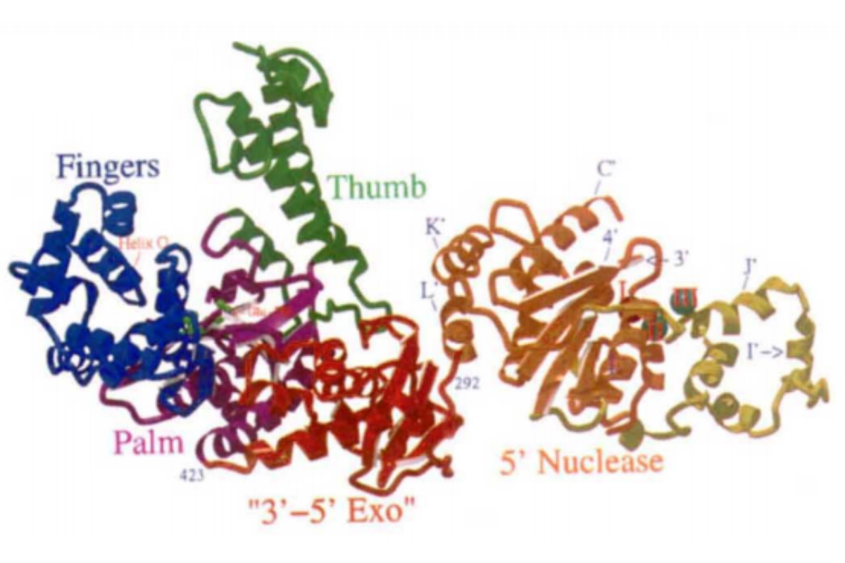 Overcoming PCR Inhibitors: Engineering a High-Tolerance Taq Polymerase for Molecular POCT