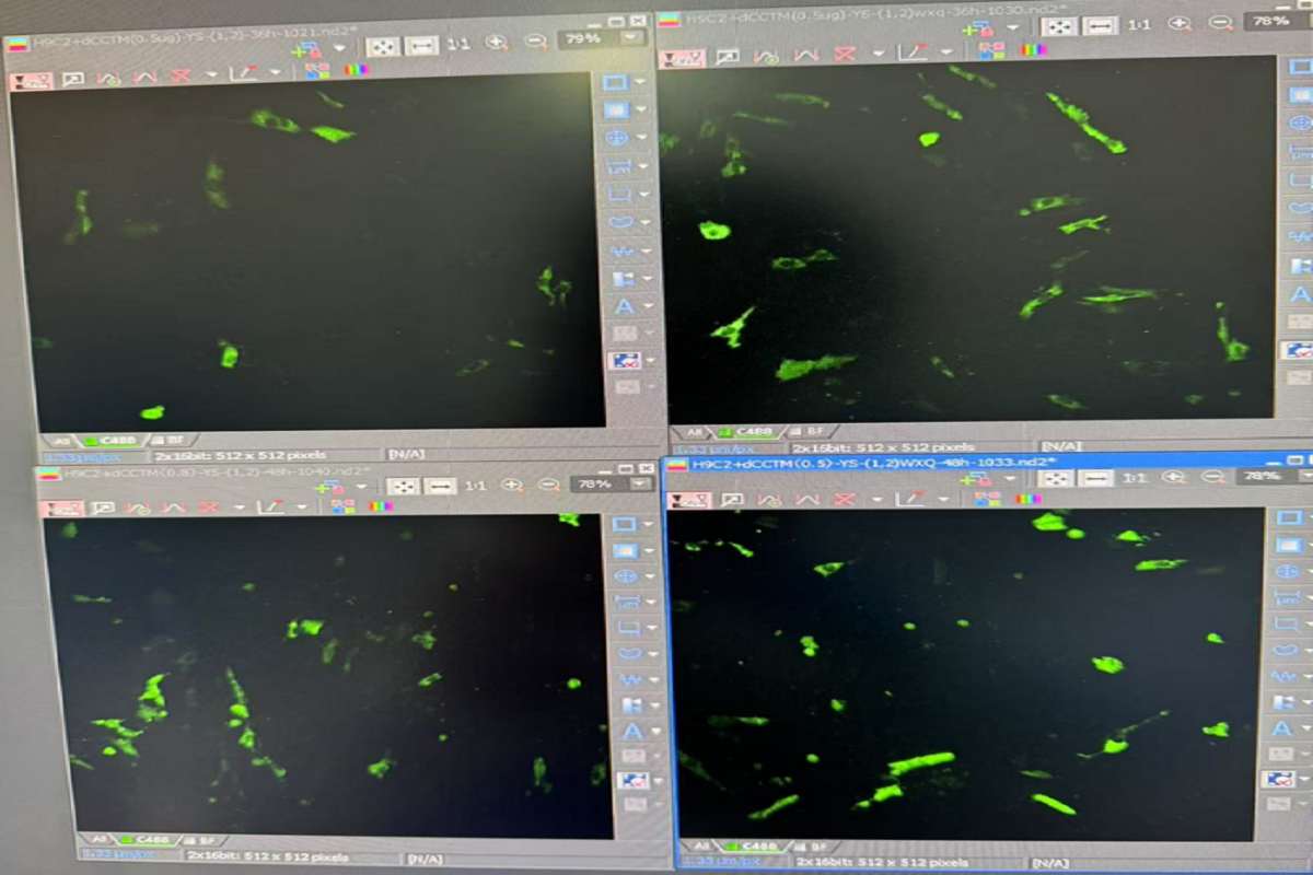Cell Transfection | H9c2 Rat Cardiomyoblast Cells – DNA