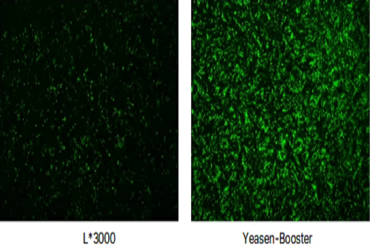 Cell Transfection | DF-1 Chicken Embryo Fibroblast Cells Transfection – DNA