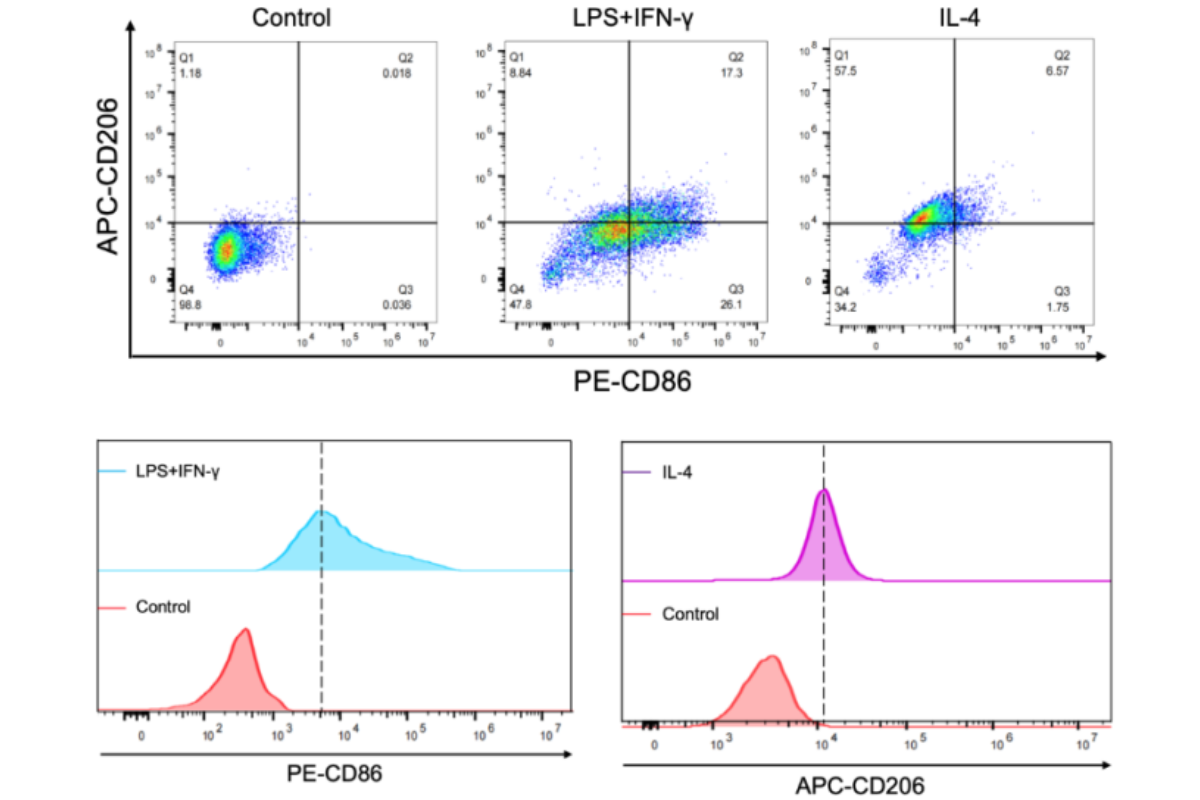 M1 or M2 Macrophages? The Complete RAW264.7 Polarization Solution Researchers Need
