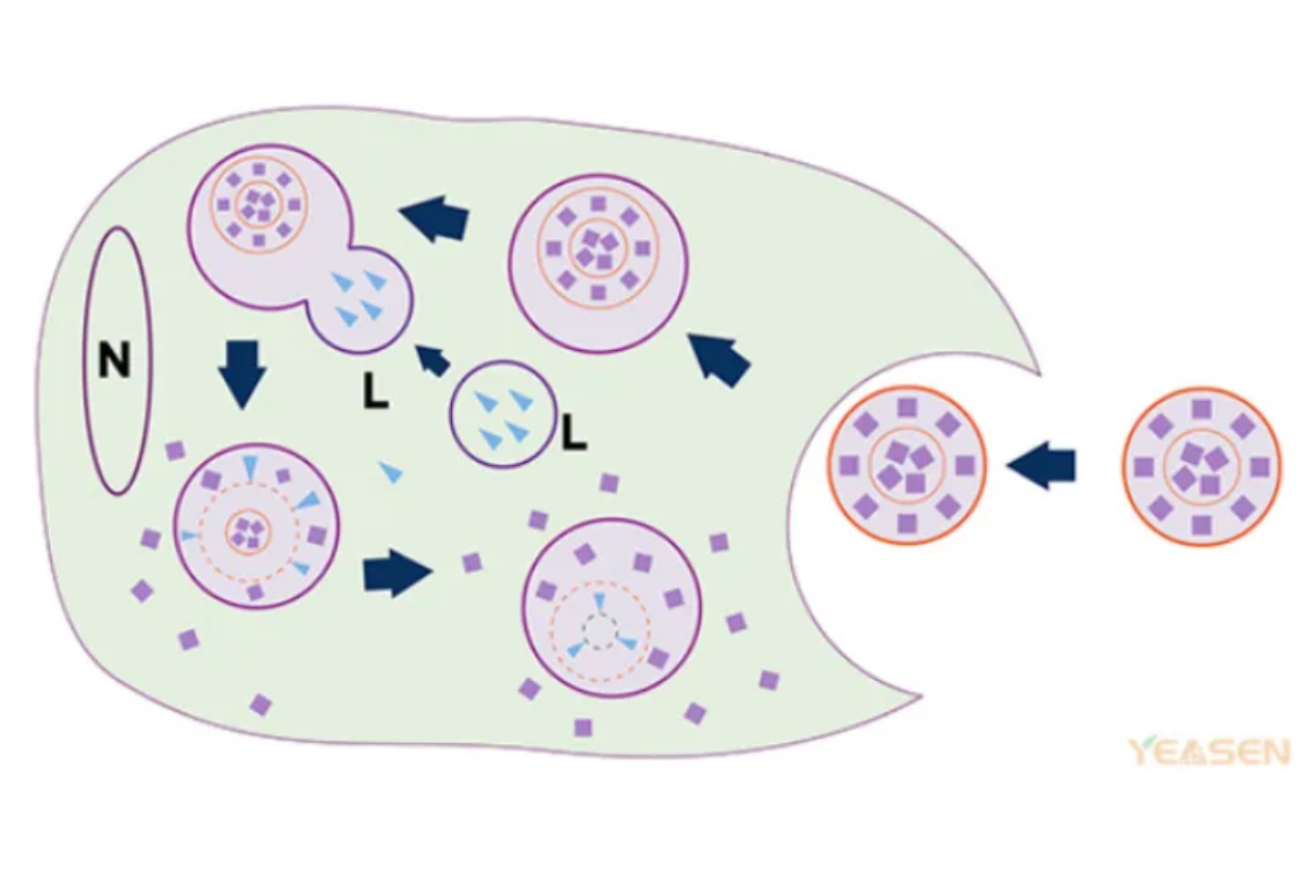 Clodronate Liposomes | Lesson 10: Macrophage Depletion in Rats