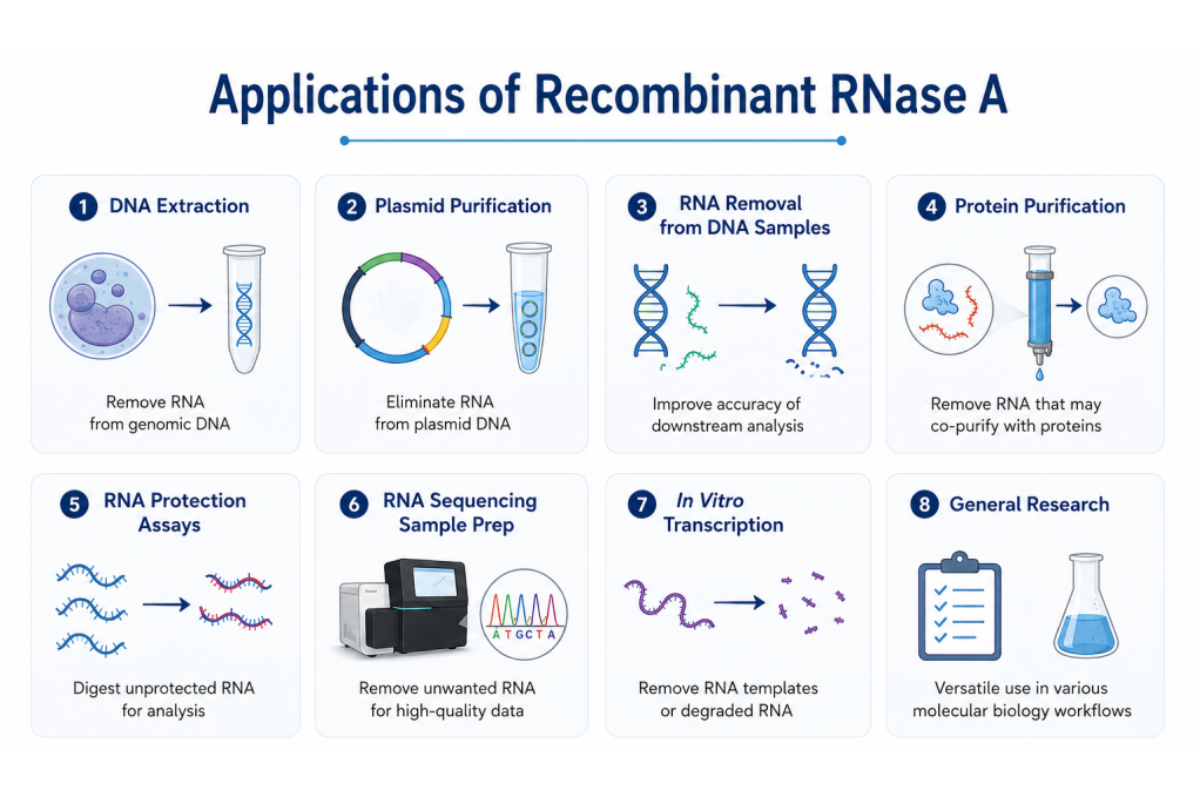 Rethinking RNase A: Why Recombinant Is the Better Choice
