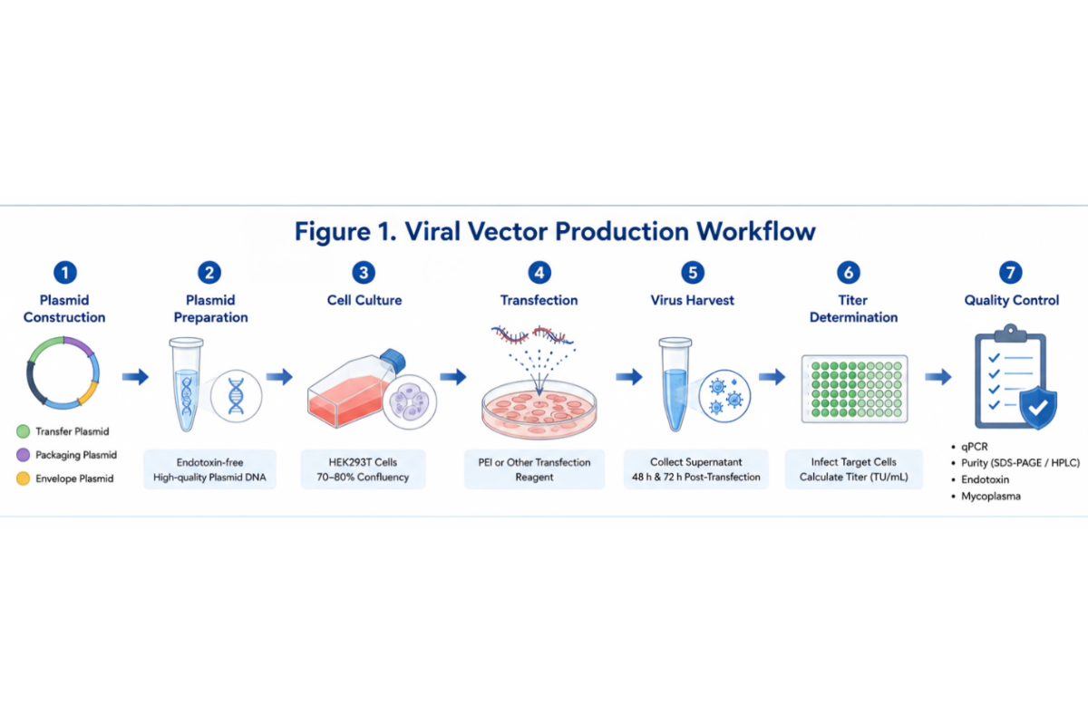 Viral Vector Production Starts with High-Quality Plasmid DNA