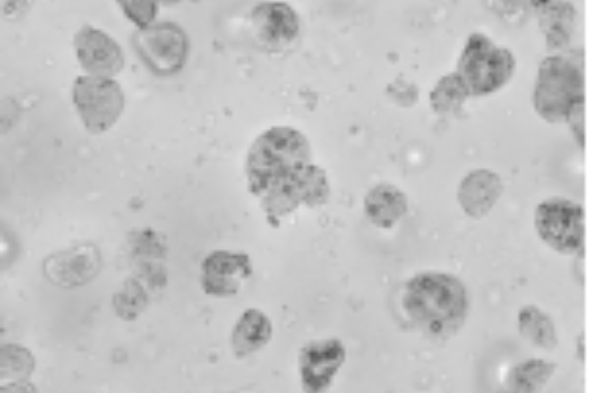 Organoid Construction | Mouse Liver Organoid Culture Case