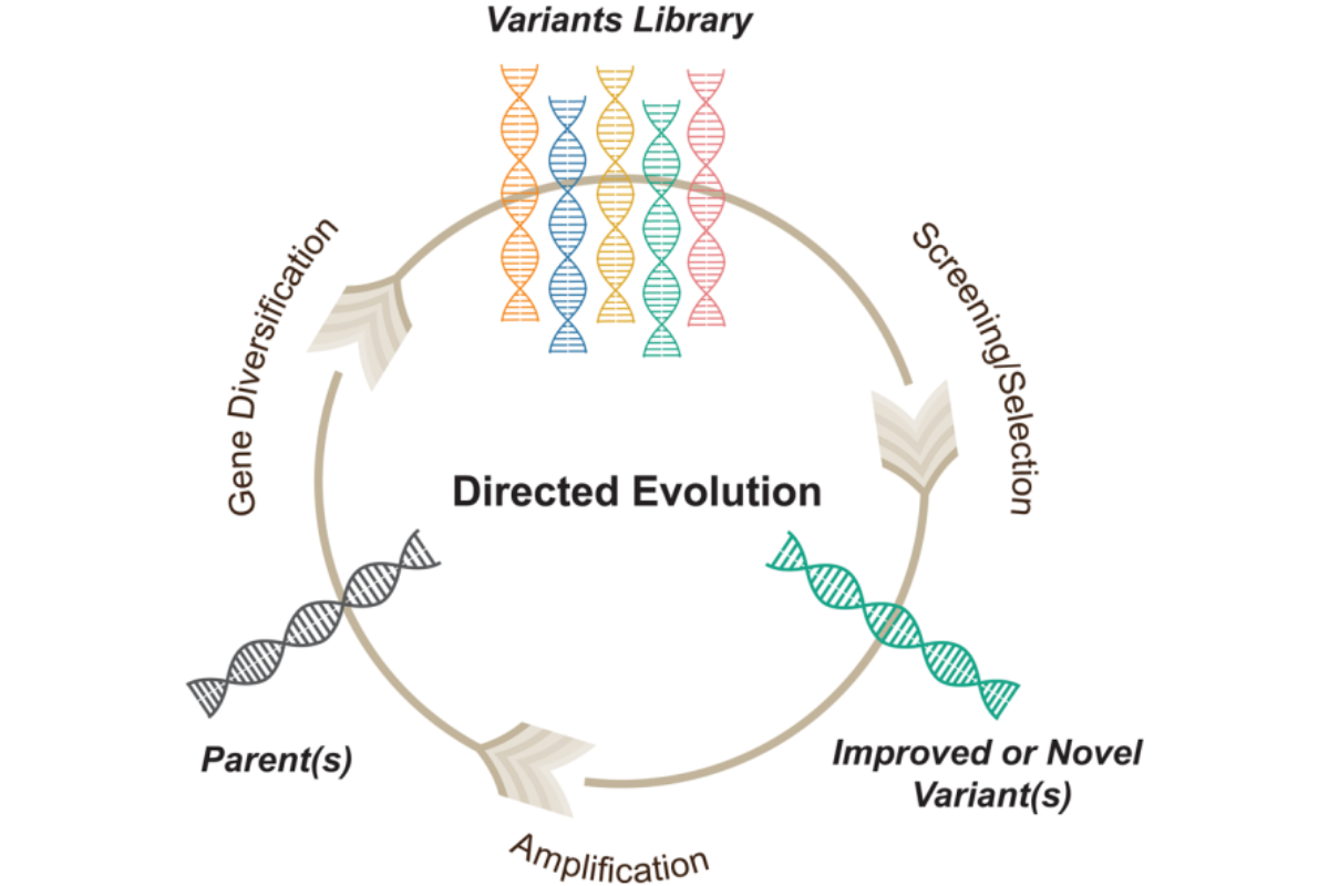 Engineering Better Enzymes: Directed Evolution and Mutant Library Construction Strategies