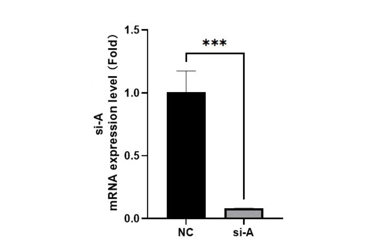 Cell Transfection | MCF-7 (Human breast cancer cell) Cells Transfection – siRNA