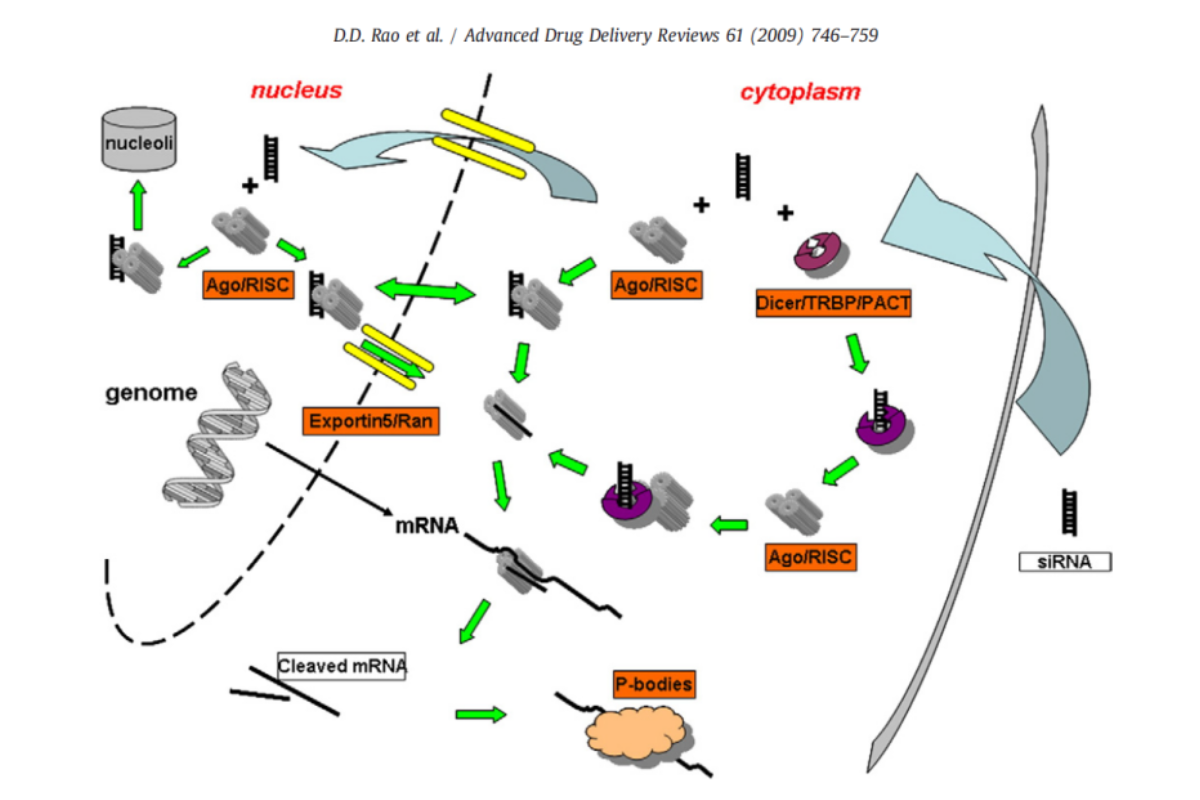 Next-Gen siRNA Transfection | Achieve 90% Gene Knockdown with Ease