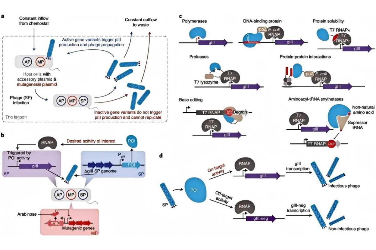 Accelerating Enzyme Innovation: Advanced Screening Technologies for Directed Evolution