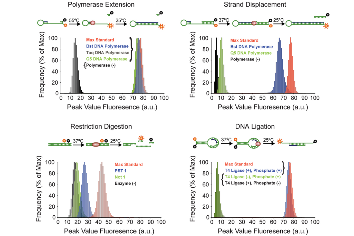 The Evolution of Enzymes: Linking Genotype to Phenotype in Directed Evolution