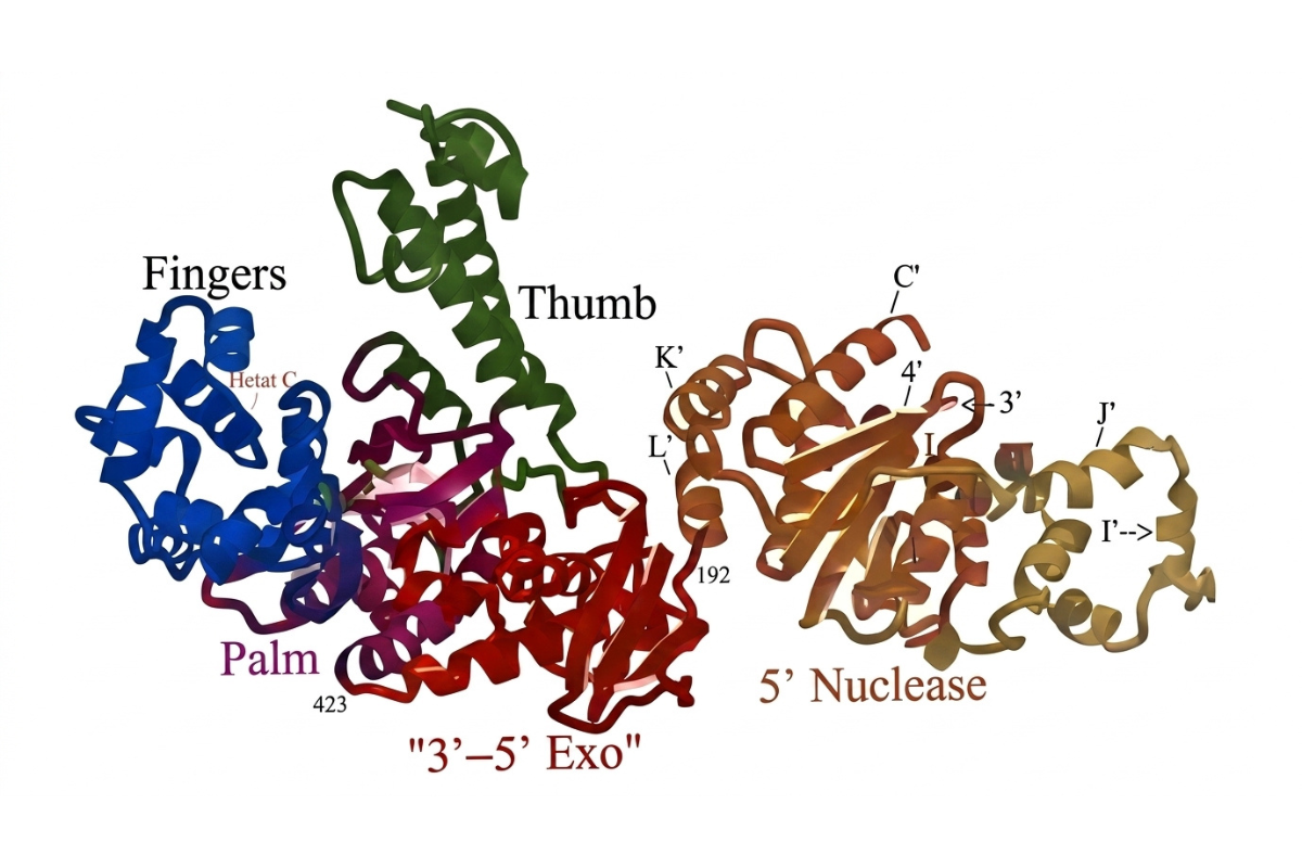 The Engine Behind PCR: A Deep Dive into DNA Polymerase