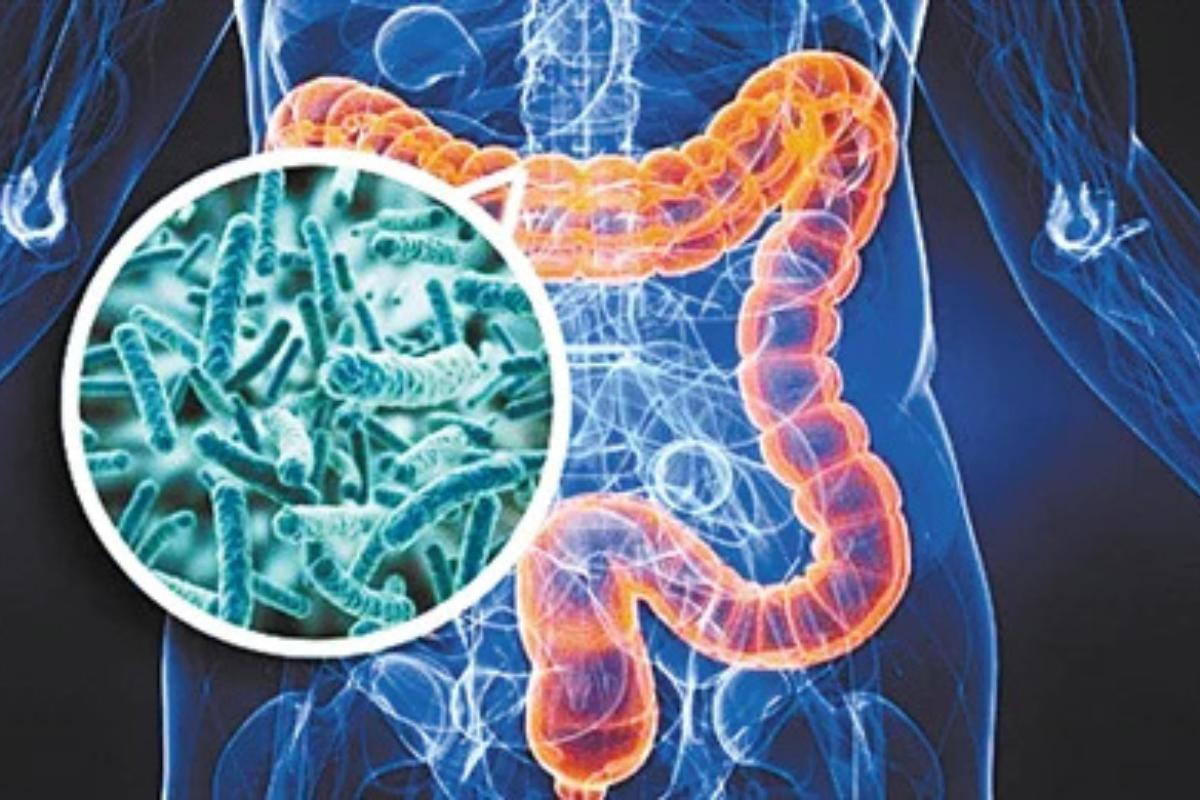 Precision Microbiome: An NGS-Based Gut Microbiota Profiling Solution Powered by High-Performance Enzyme Reagents