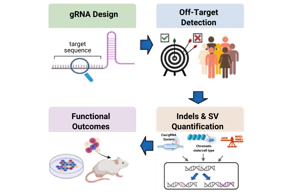 Genome Editing Off-Target Detection: Building a Reliable NGS Workflow